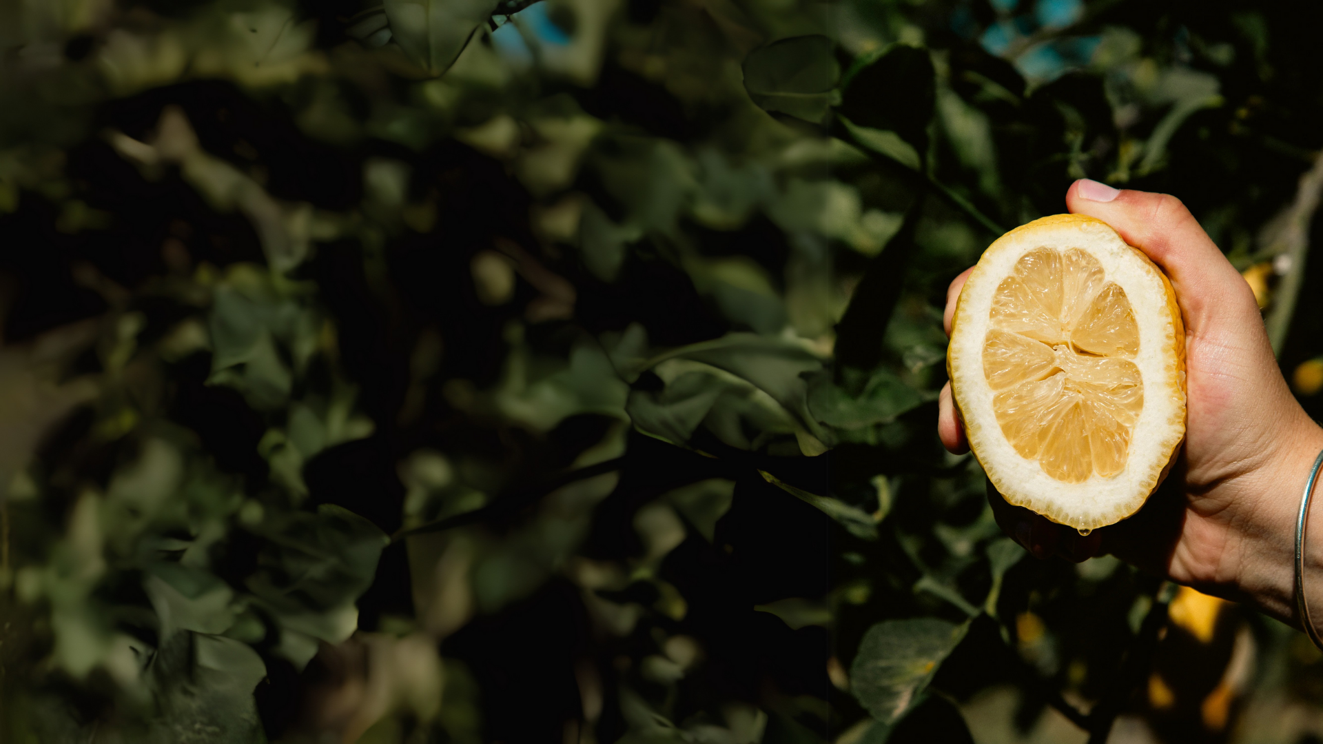 Image showing a hand squeezing a lemon that has been cut in half, showing the pulp. The background is a blurred set of green leaves.
