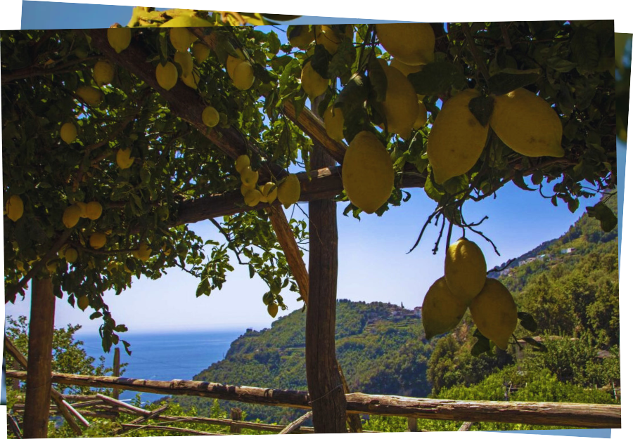 Horizontal postcard showing lemon trees attached to a wooden structure in front of a background of forested hills in front of the sea in the distance